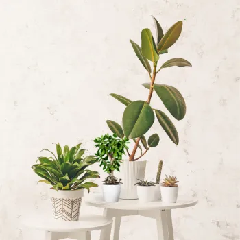 Plants