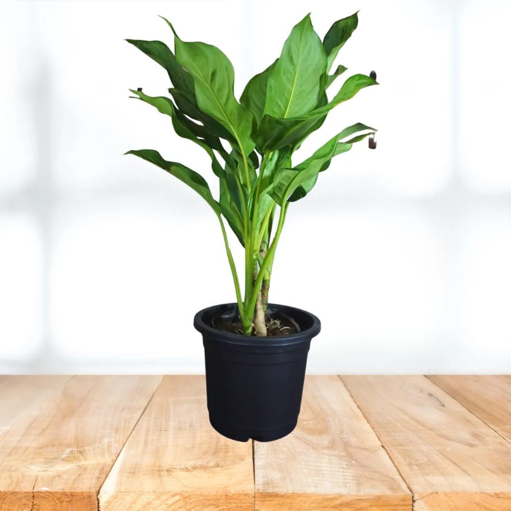 product-gallery