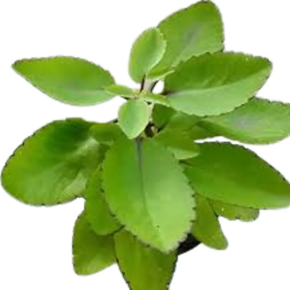 product-gallery