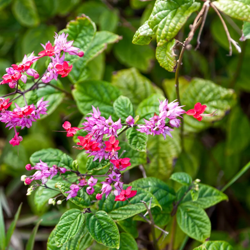 product-gallery