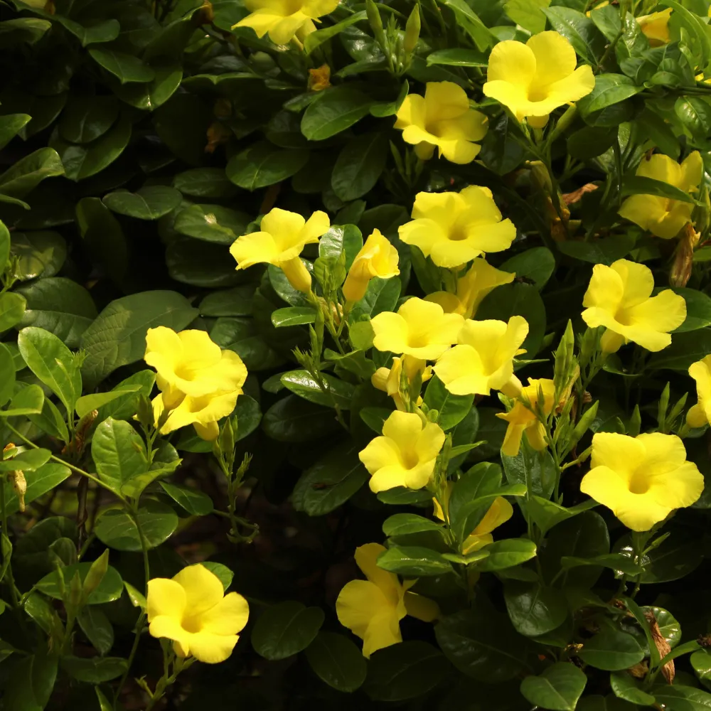 product-gallery