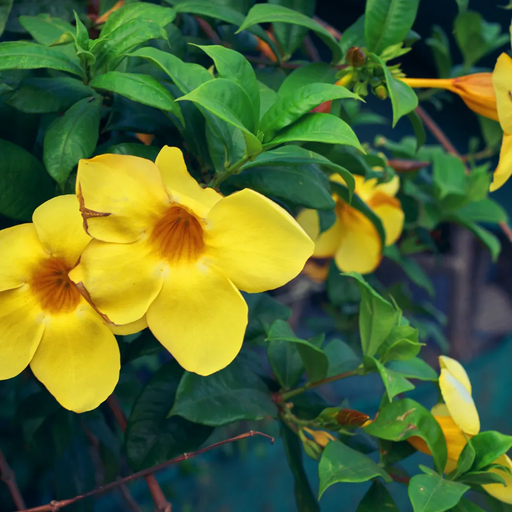 product-gallery
