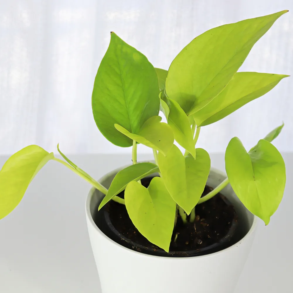 product-gallery