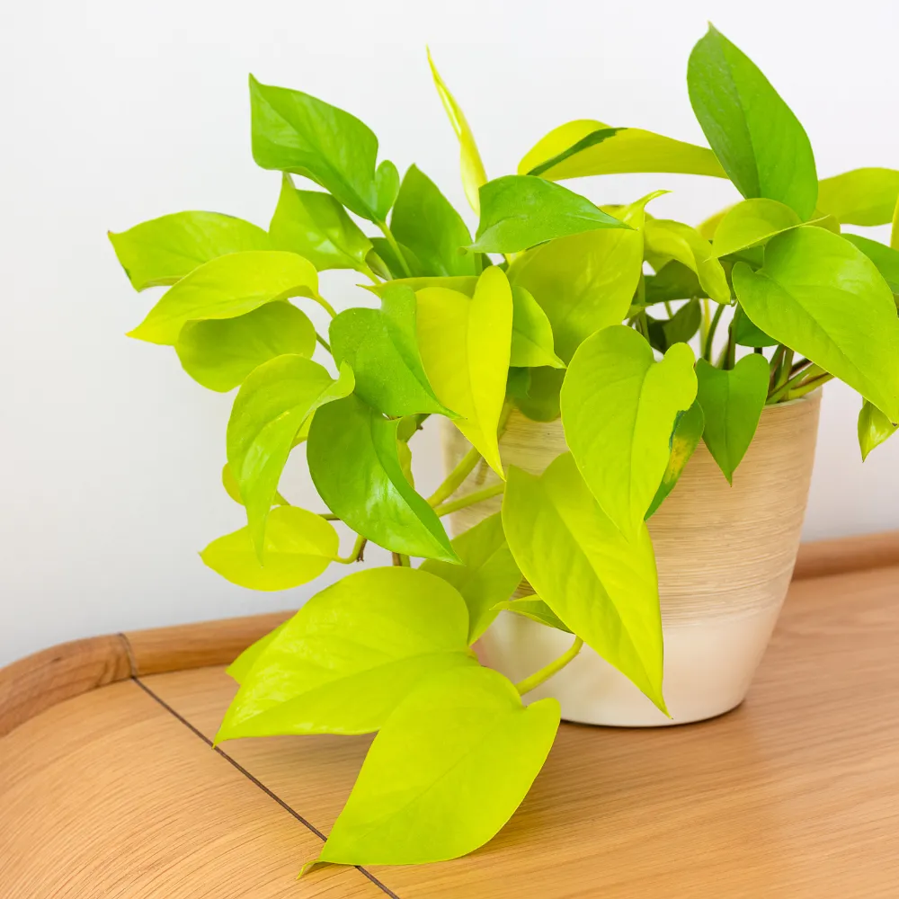 product-gallery
