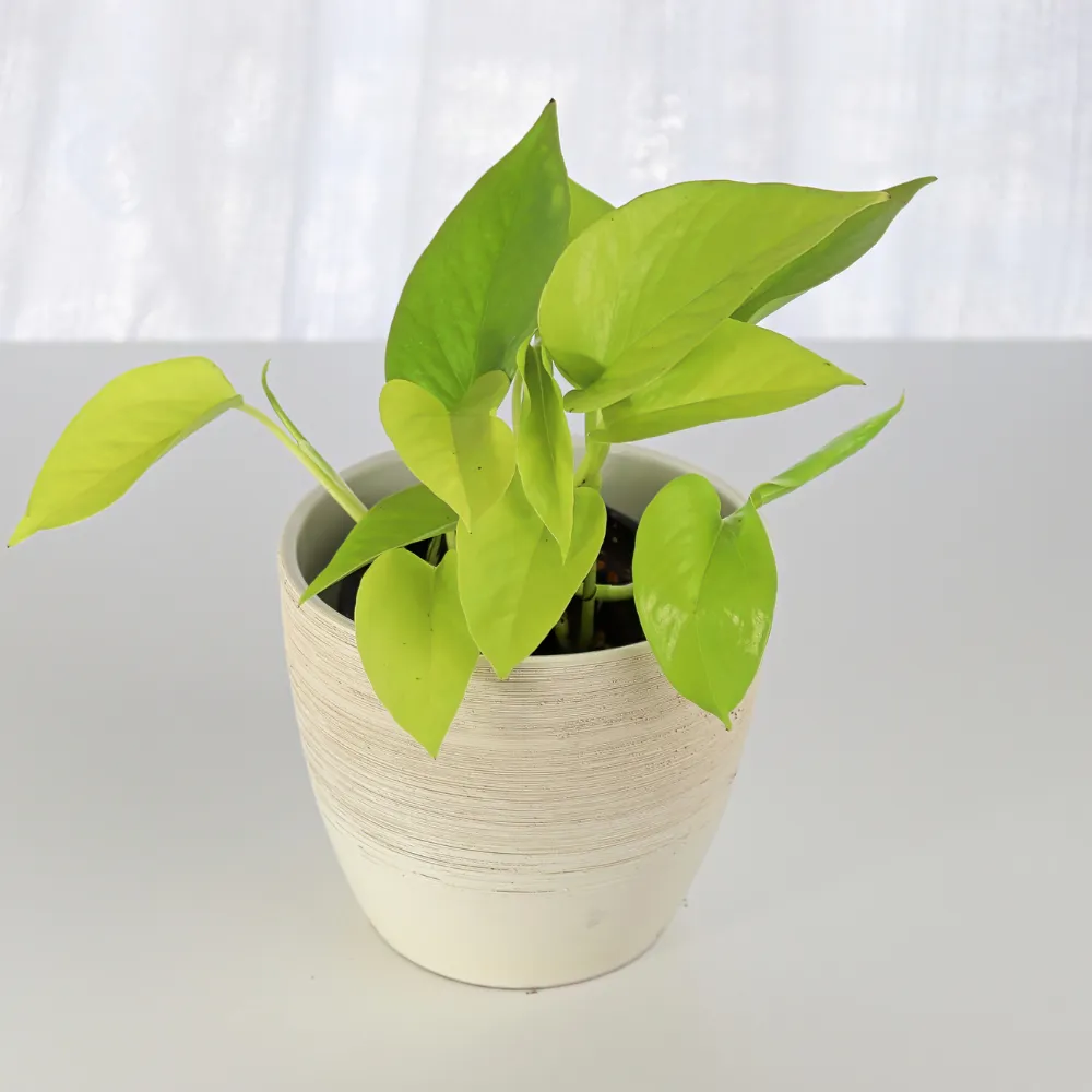 product-gallery