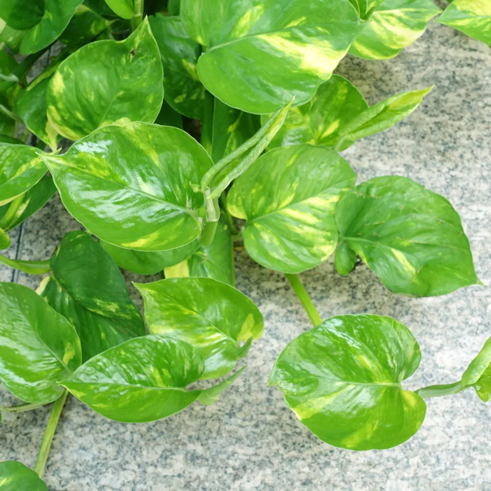 product-gallery