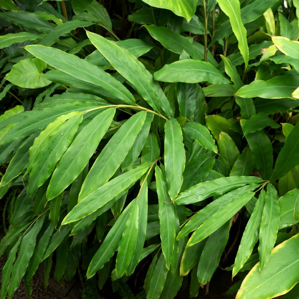 product-gallery