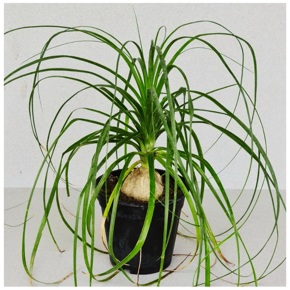 product-gallery