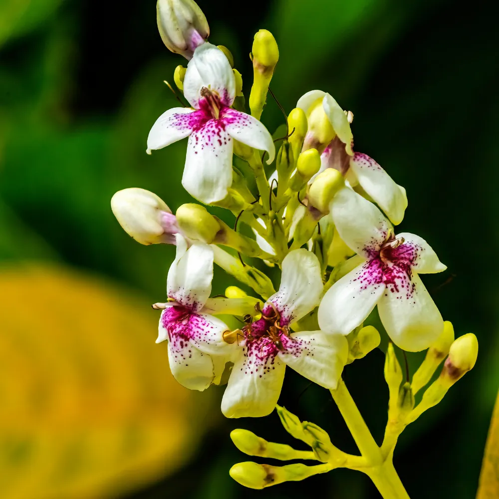 product-gallery