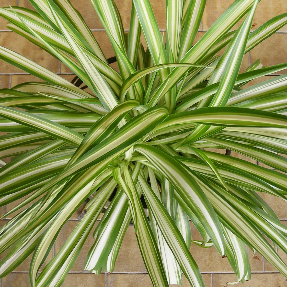 product-gallery