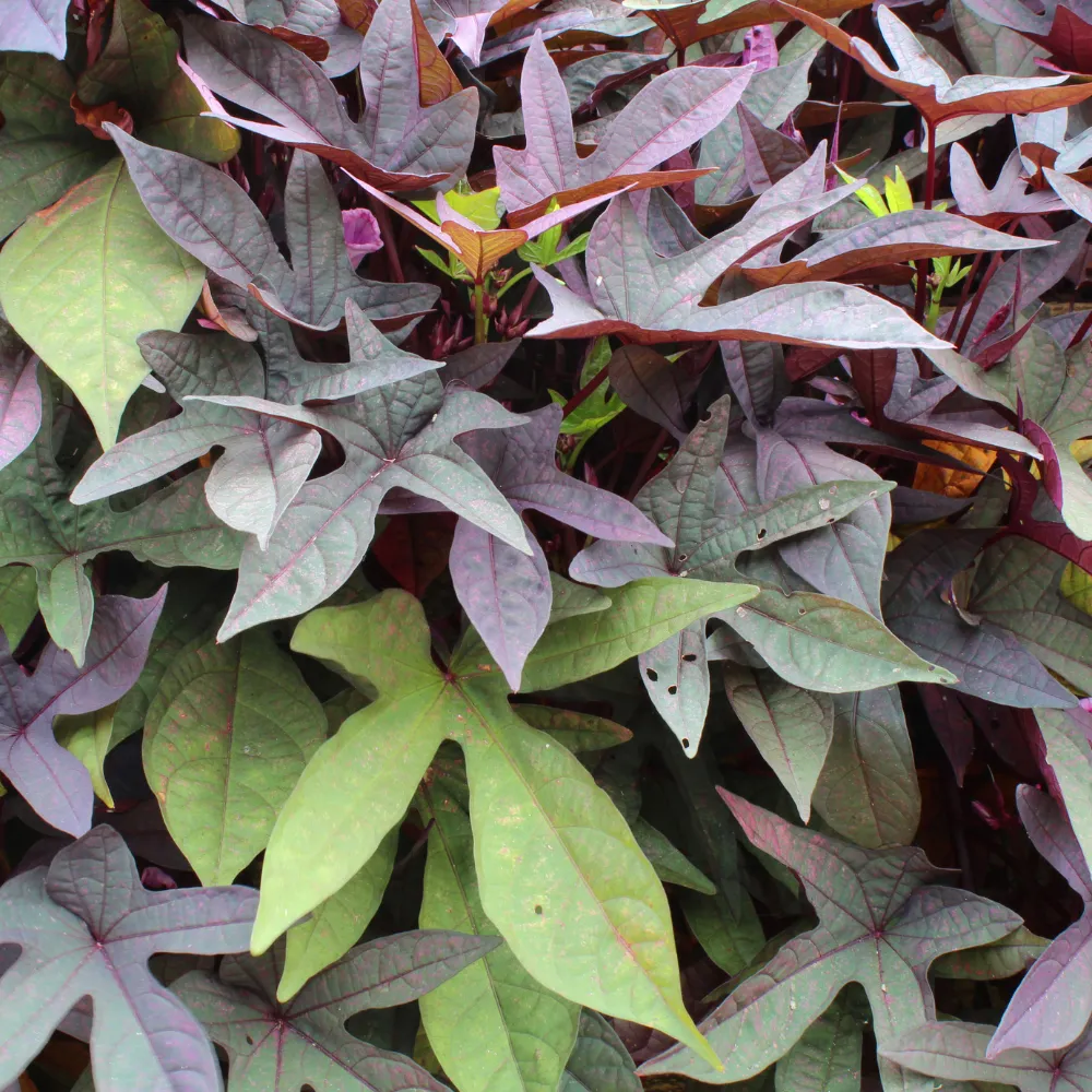 product-gallery