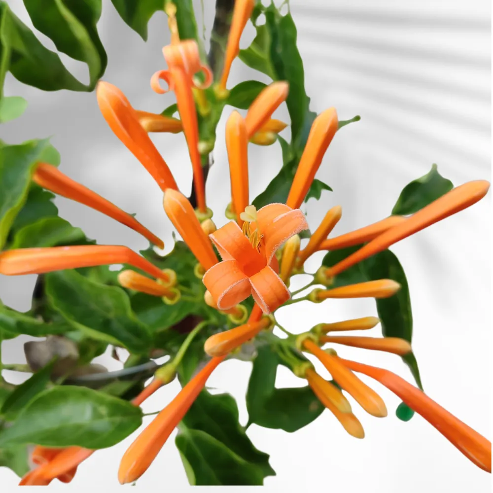 product-gallery