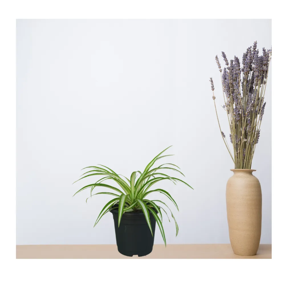 product-gallery