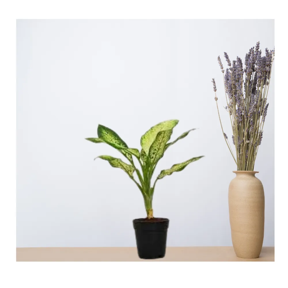 product-gallery