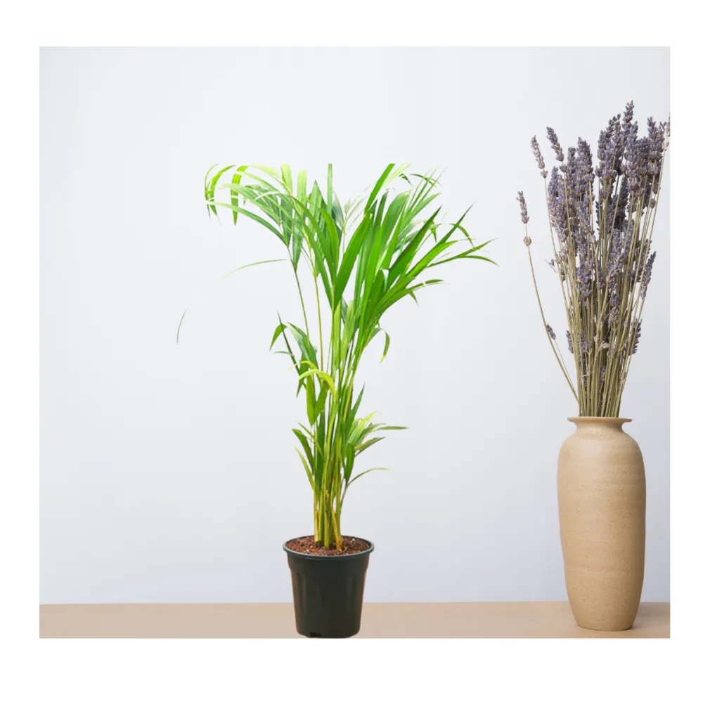 product-gallery