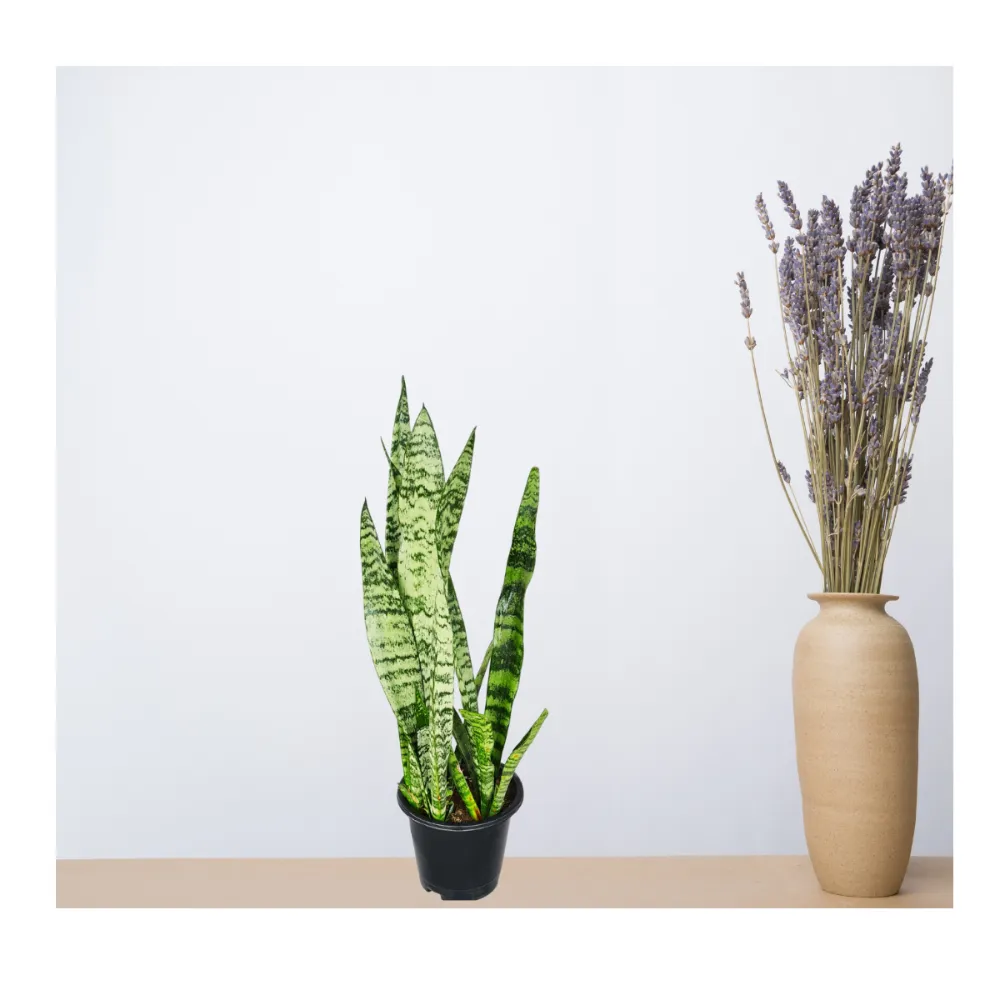 product-gallery