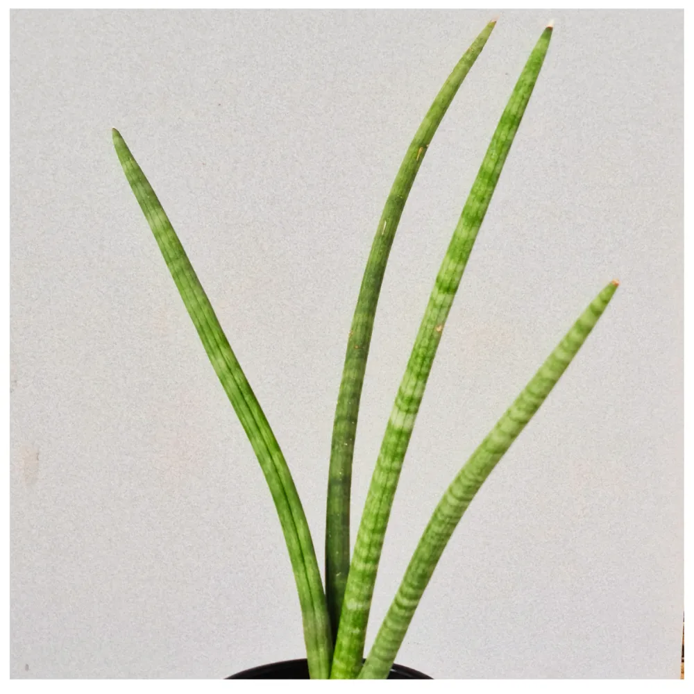 product-gallery