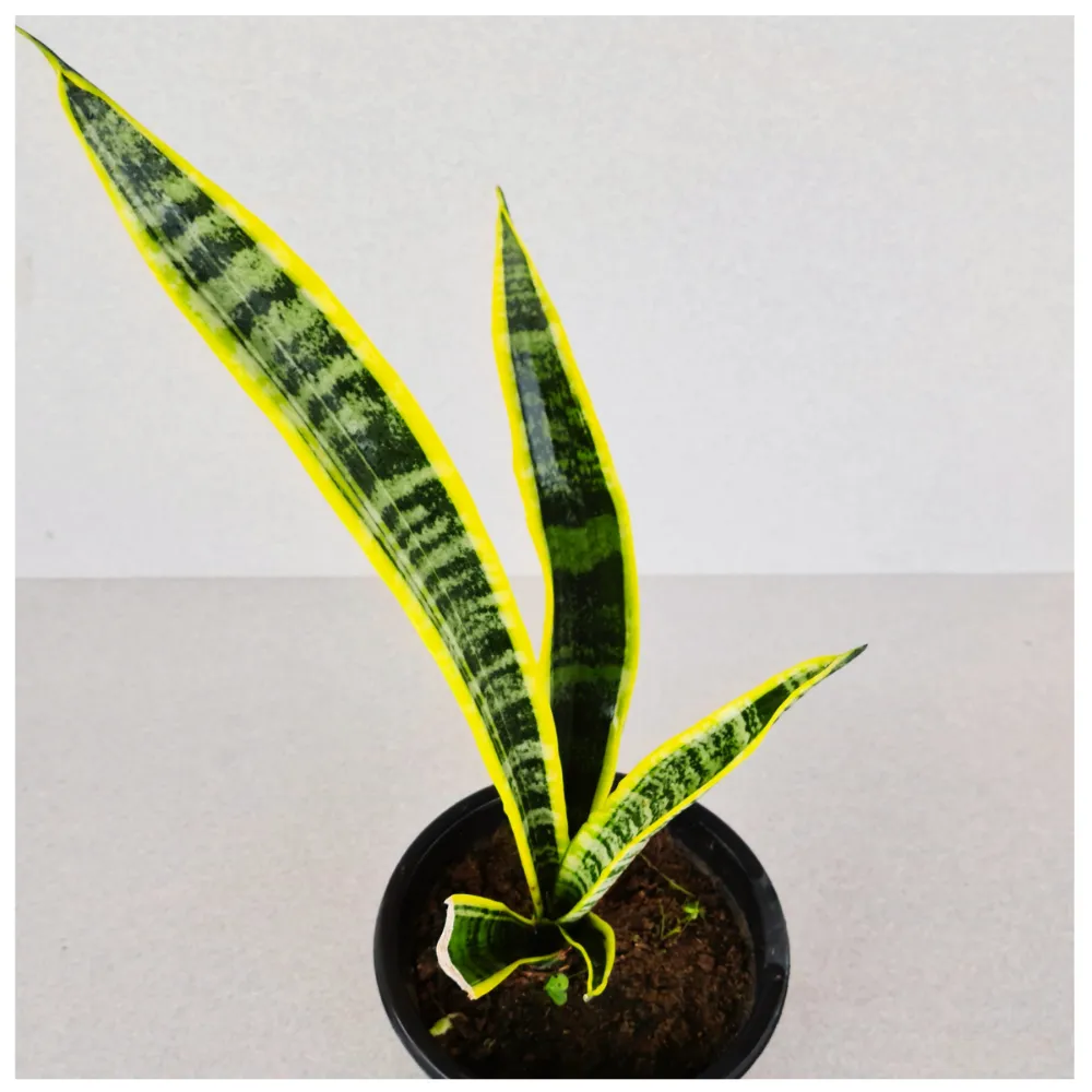 product-gallery