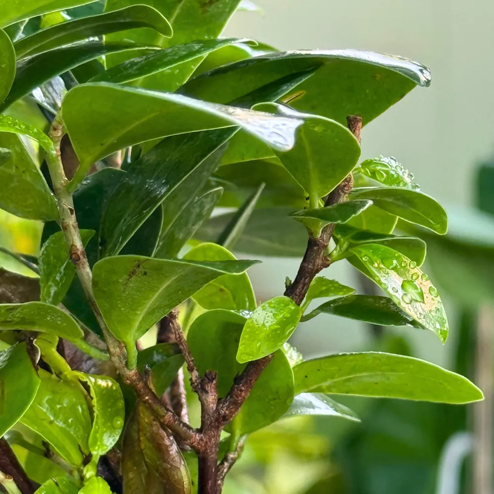 product-gallery