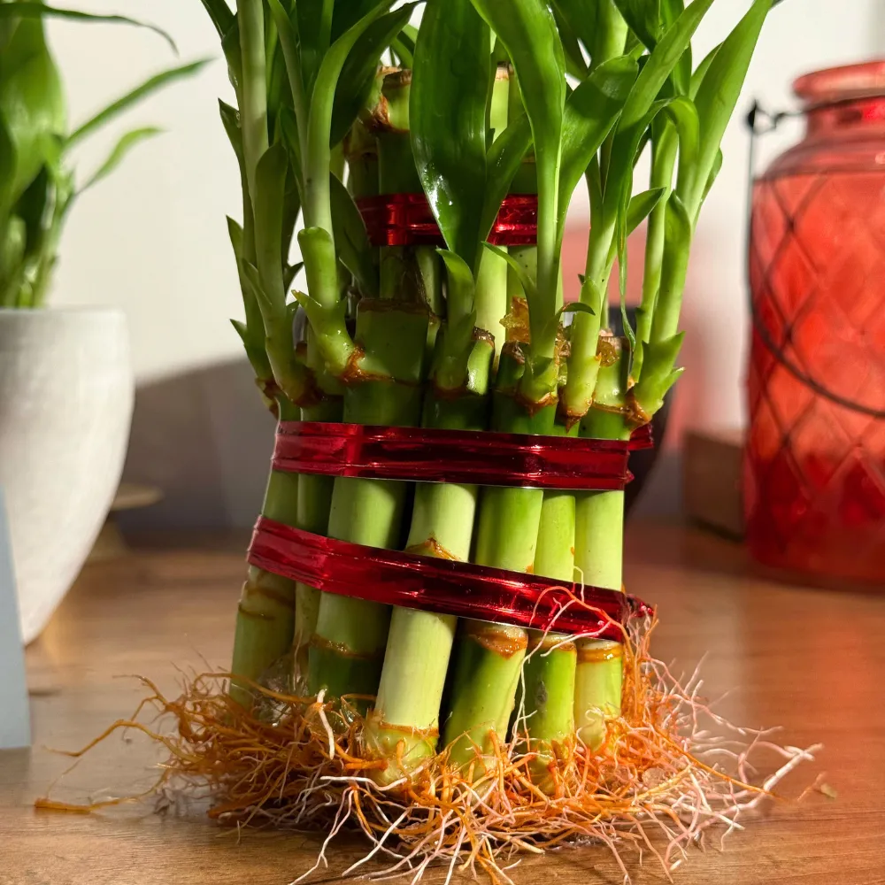 product-gallery