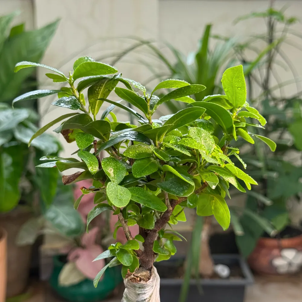 product-gallery