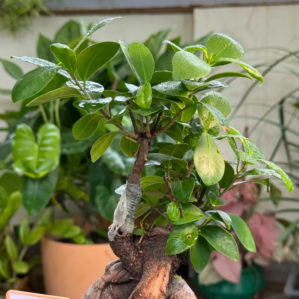 product-gallery
