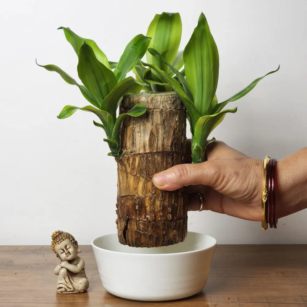 product-gallery