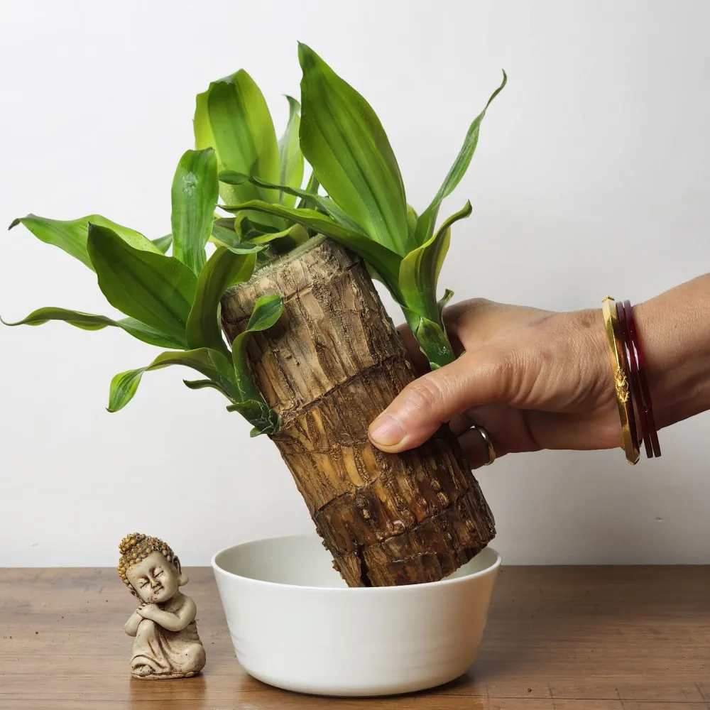 product-gallery