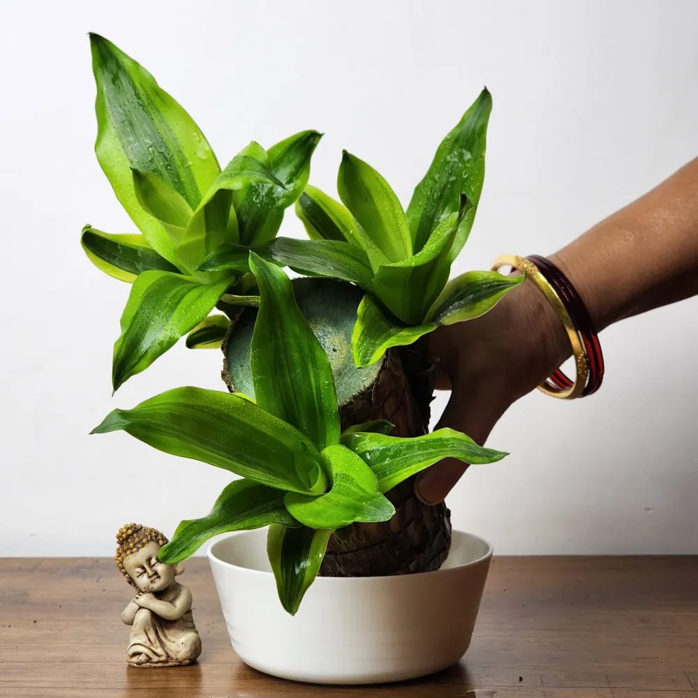 product-gallery