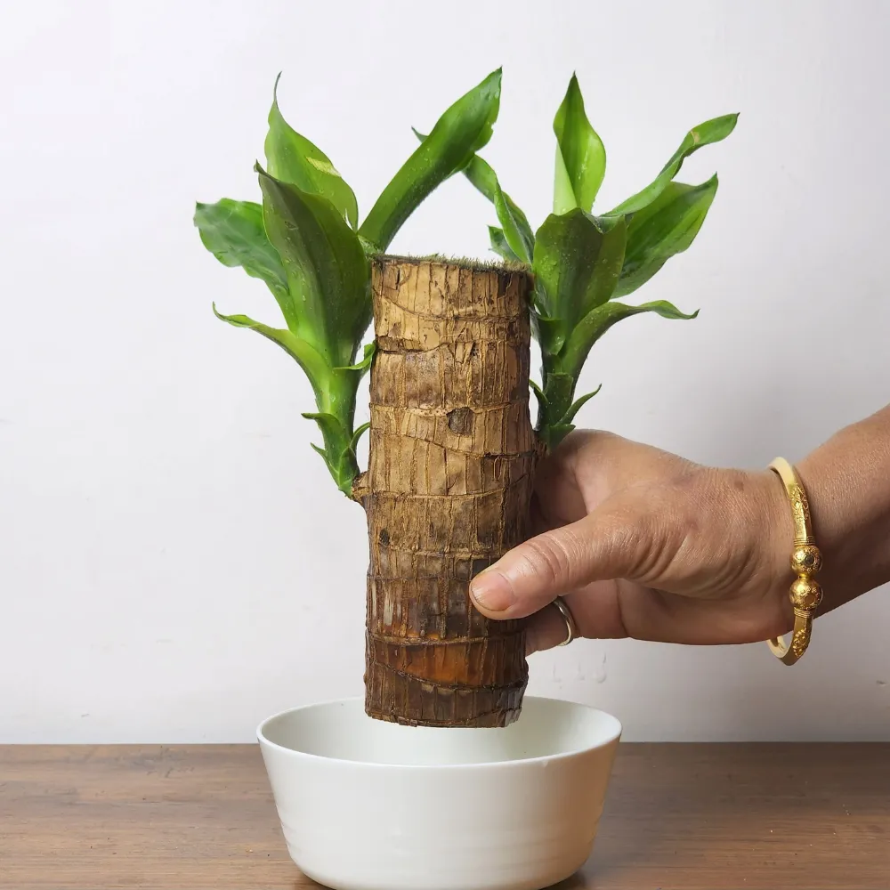 product-gallery
