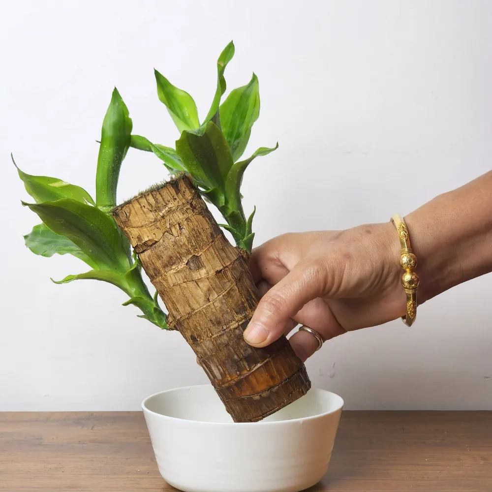 product-gallery