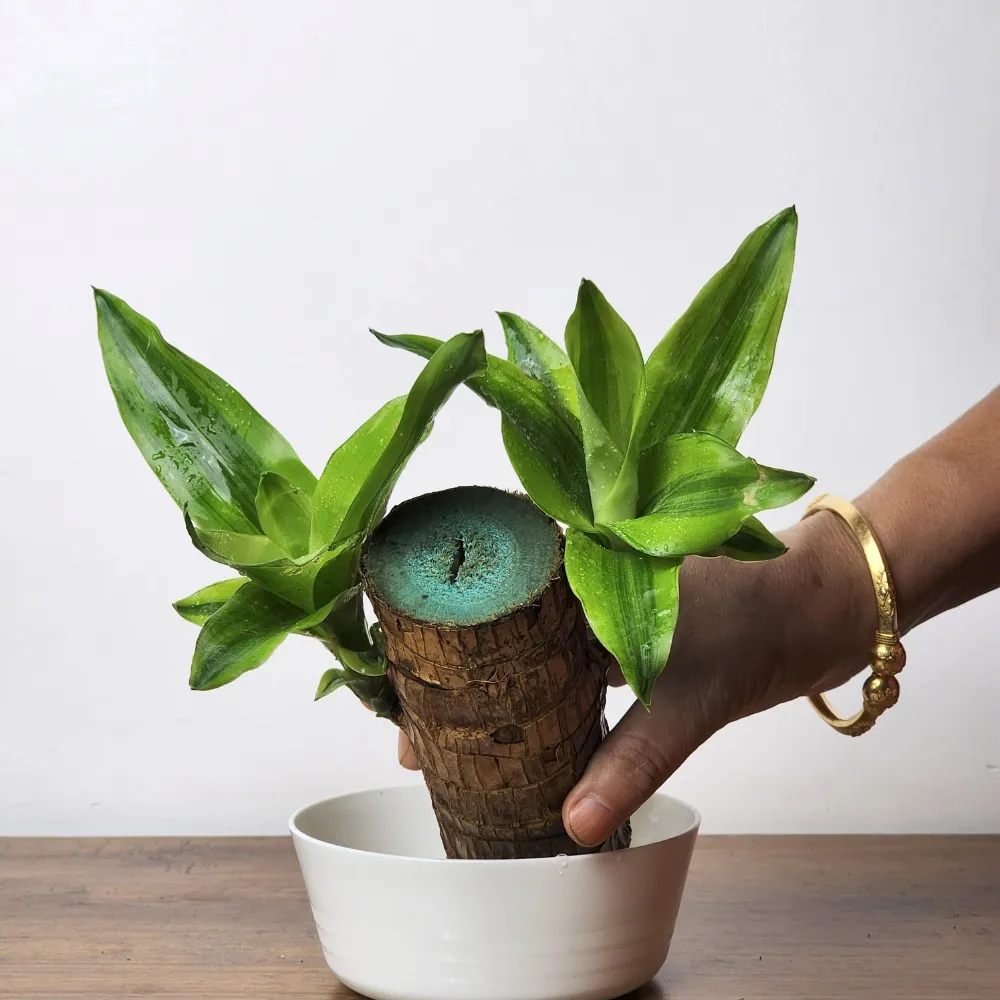 product-gallery