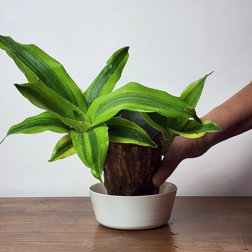 product-gallery