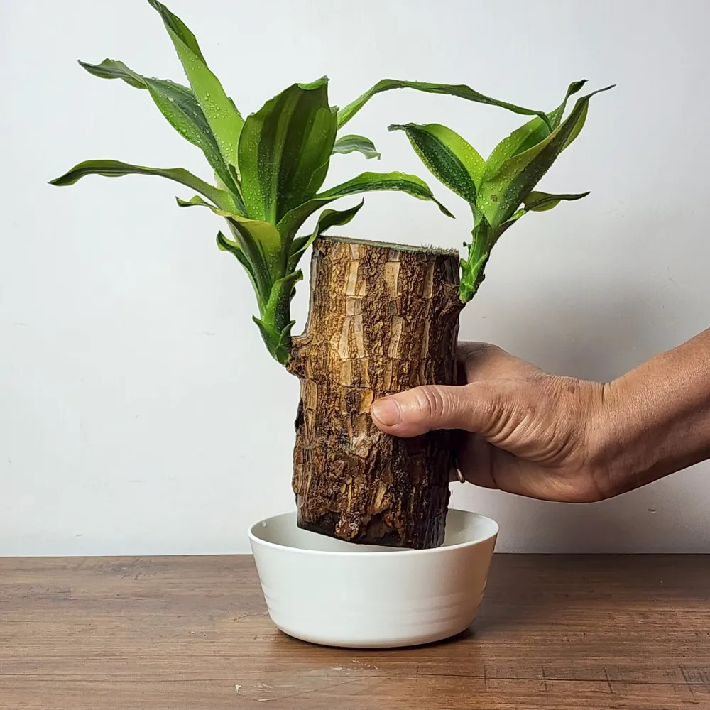 product-gallery