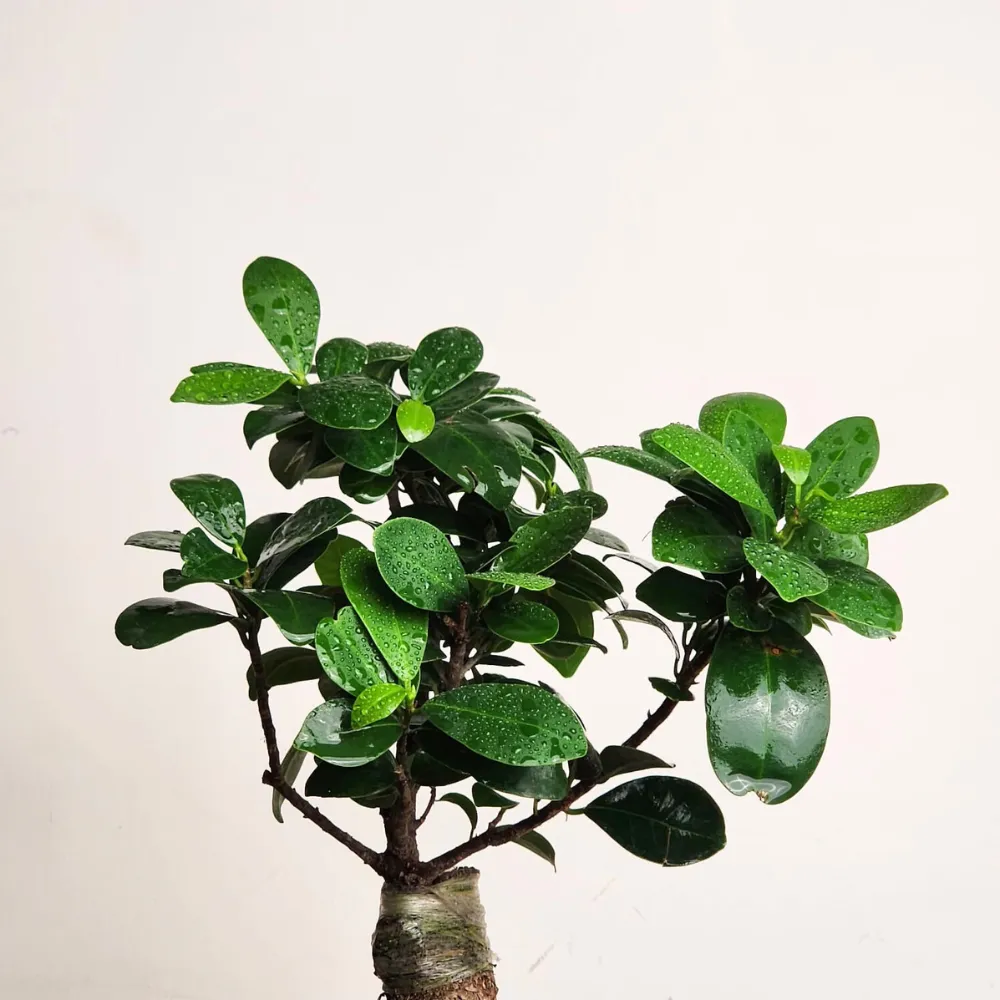 product-gallery