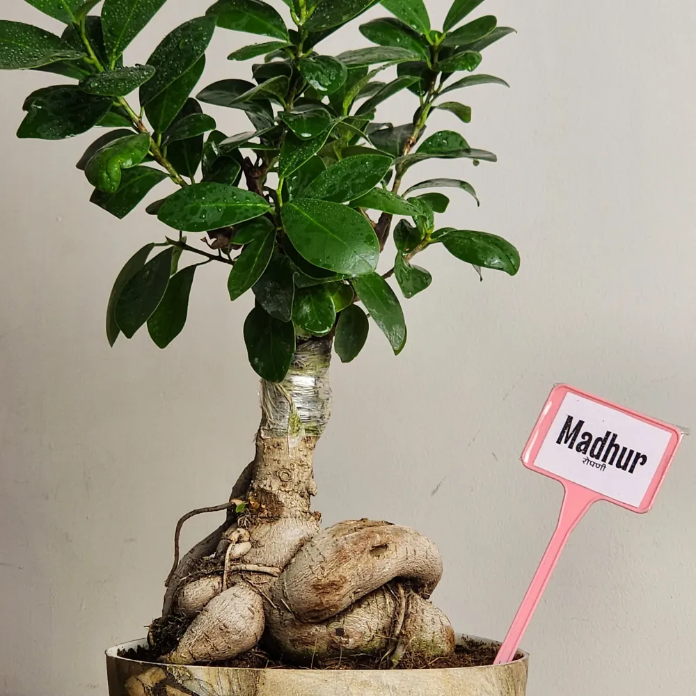 product-gallery