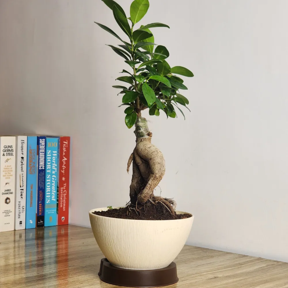 product-gallery