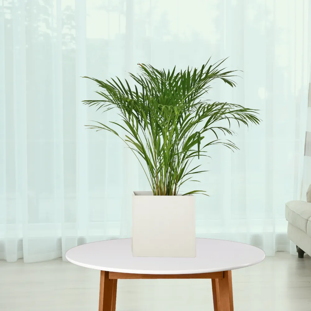 product-gallery