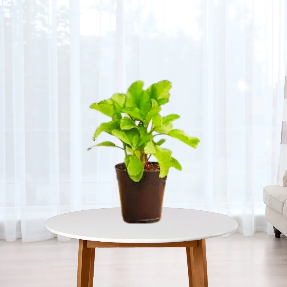 product-gallery