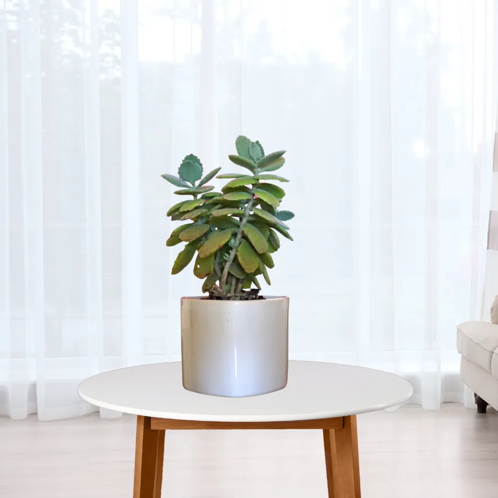 product-gallery