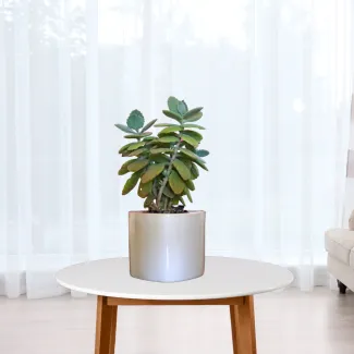Kalanchoe Succulent