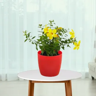 Allamanda Creeper Plant (yellow)