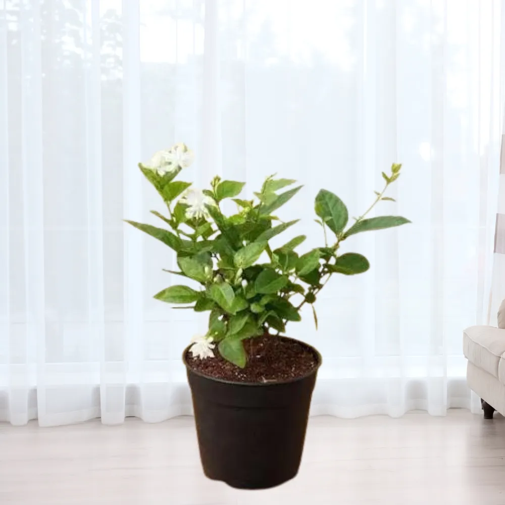 product-gallery