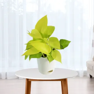 Golden Money Plant