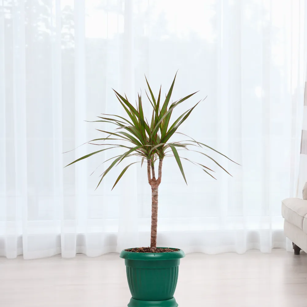 product-gallery