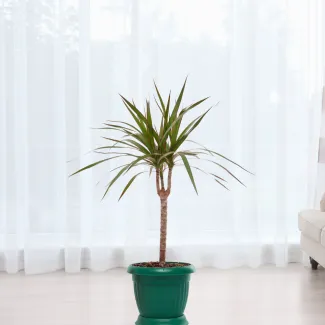 Dracaena Mahatma