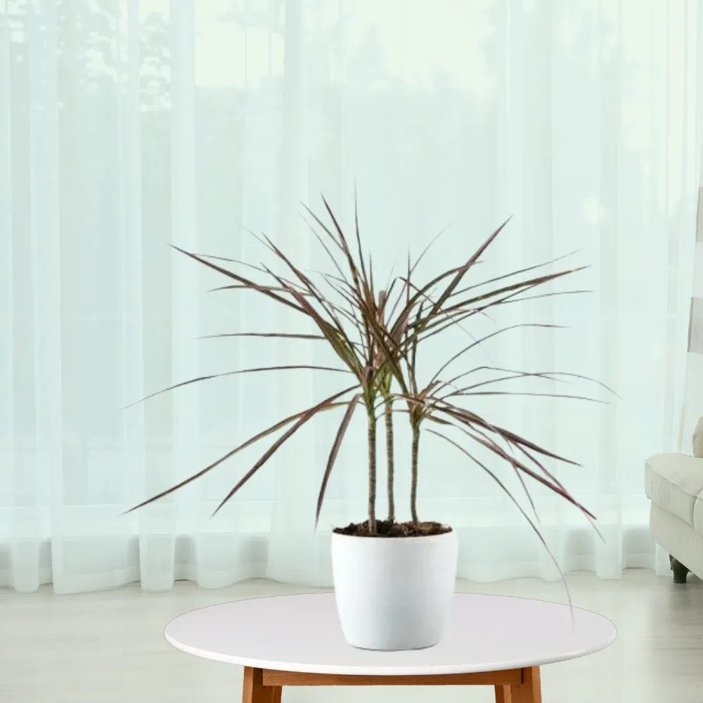 product-gallery