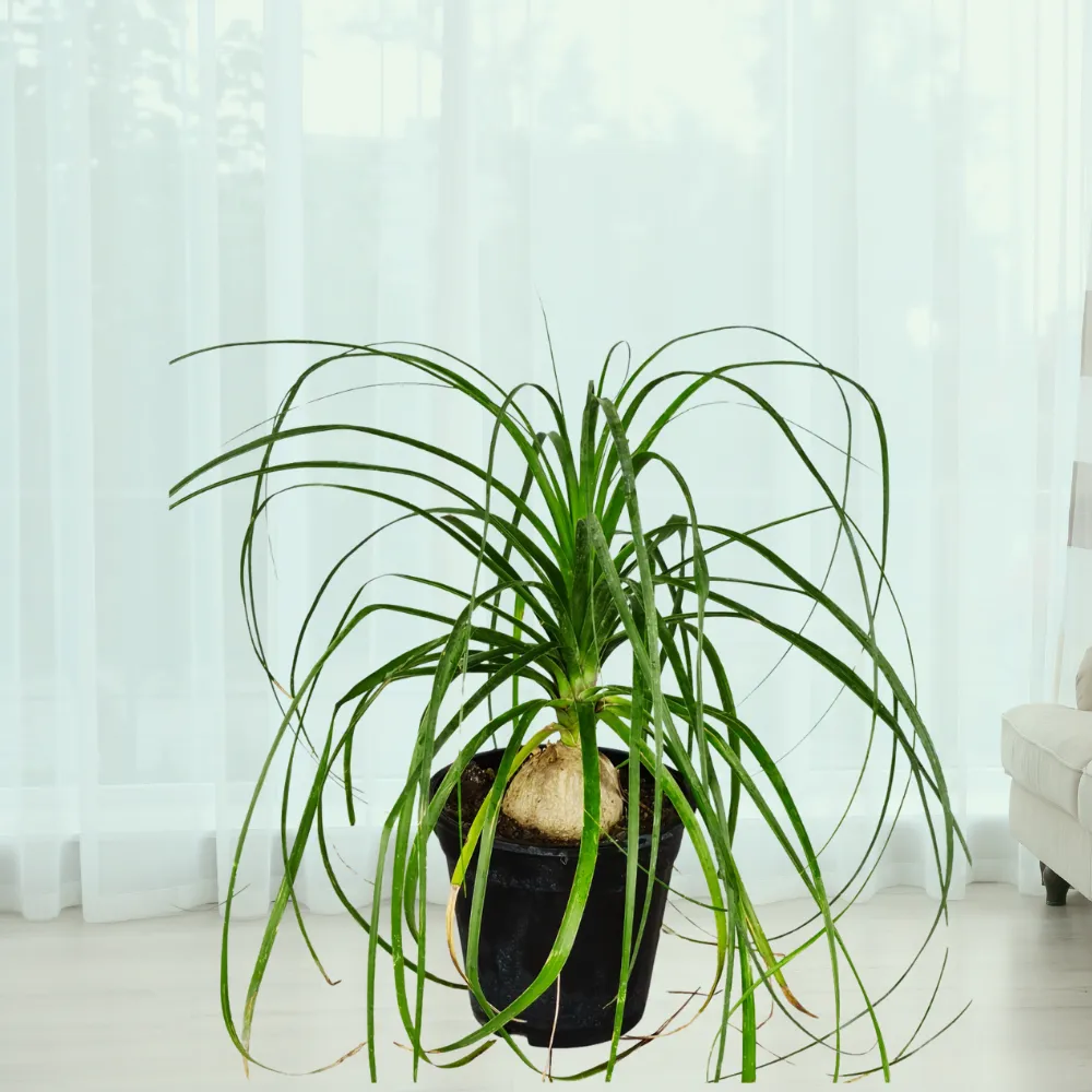 product-gallery