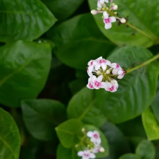 Eranthemum Green