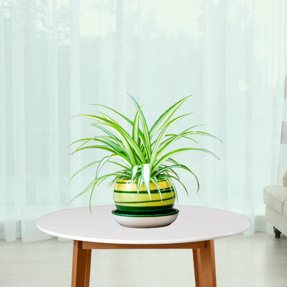 product-gallery